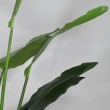 pianta finta di strelizia h 150cm