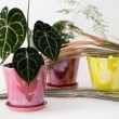 Vaso colorato con sottovaso - vendita online su In-Vasi