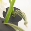 Vaso di design in porcellana nero opaco - vendita online su In-Vasi
